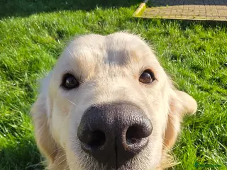 Golden Retriever dogs Golden Retriever Beautiful Stud - Advert 2