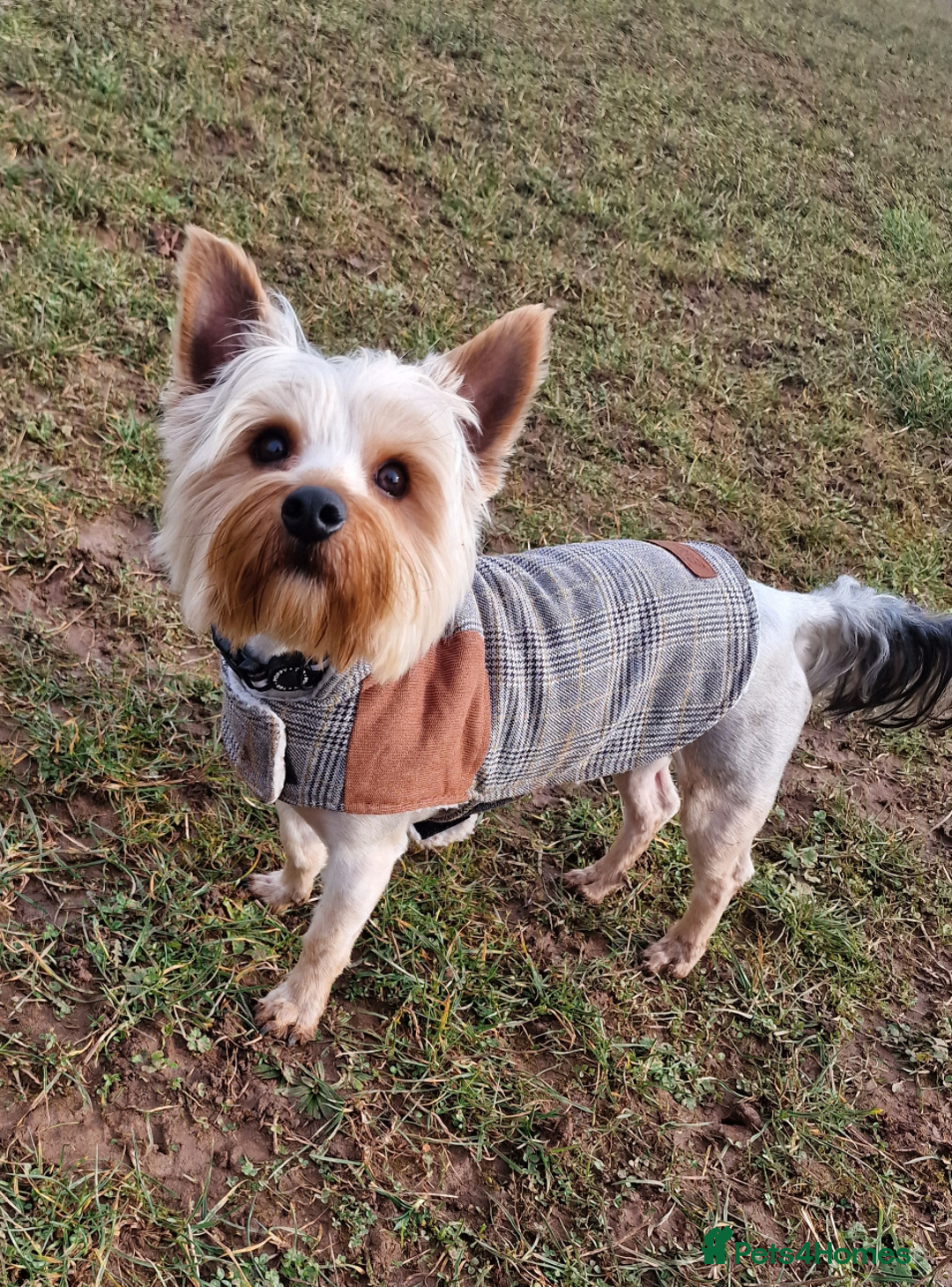 Yorkshire Terrier dogs for sale: Pedigree Yorkshire Terrier pups for sale - Advert 2