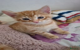 Mixed Breed cats for sale: Beautiful Kittens Savannah x Maine Coon Mix 🐾 - Image 6