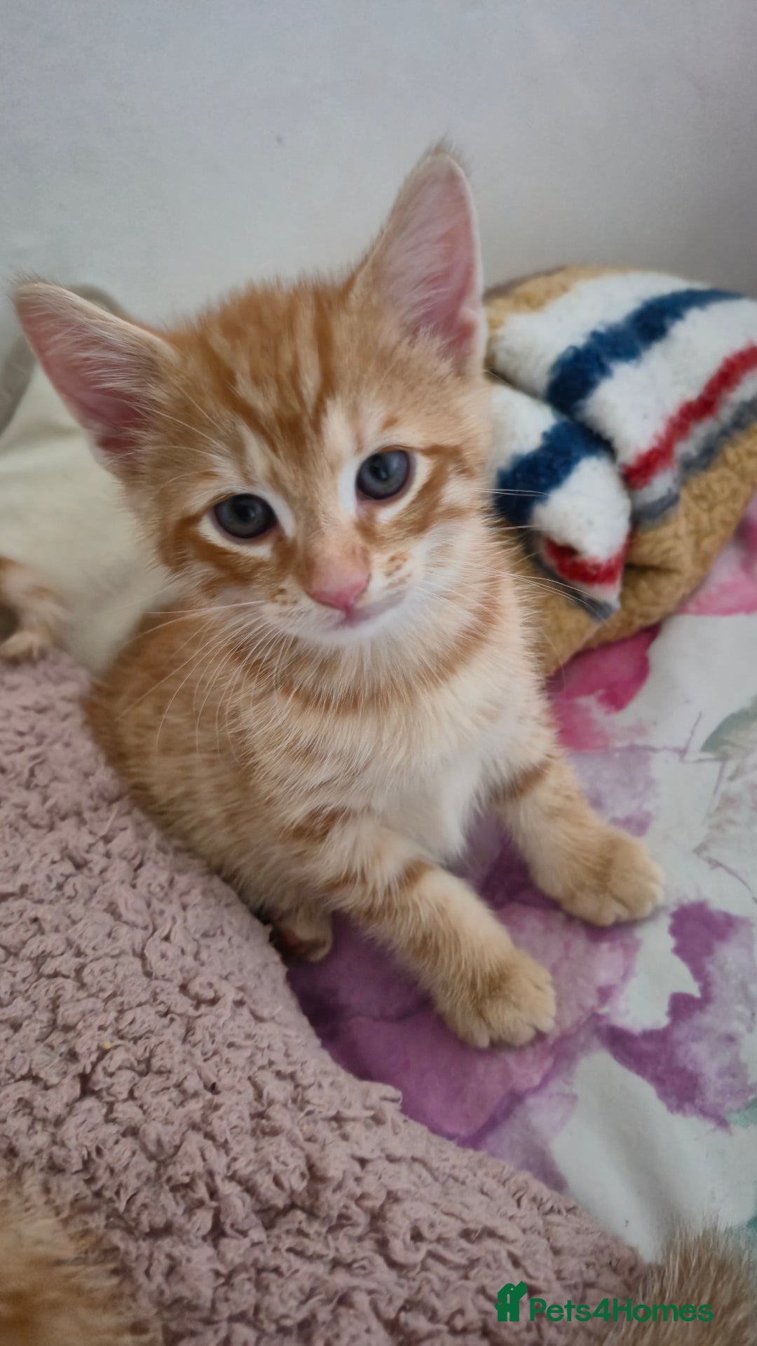 Mixed Breed cats for sale: Beautiful Kittens Savannah x Maine Coon Mix 🐾 - Image 6