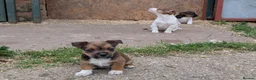 Jack Russell dogs for sale: Jack Russell Puppies - Advert 9