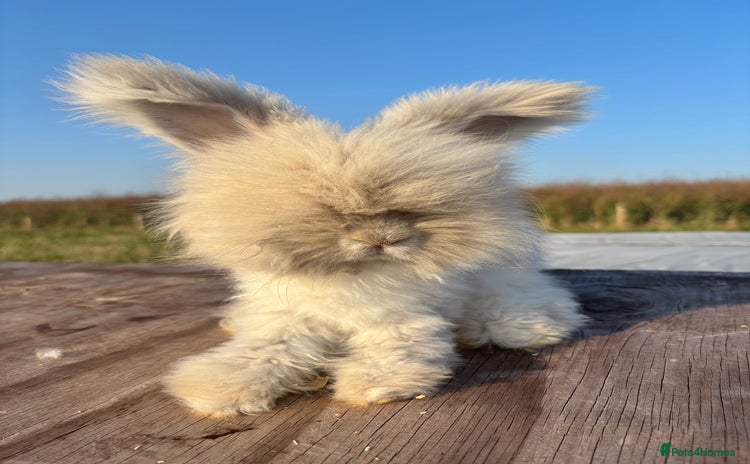 Angora rabbits - Advert 3