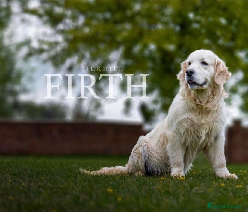 Golden Retriever dogs Stunning cream golden retriever stud only  - Advert 1