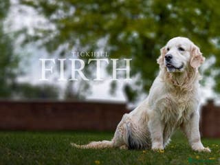 Golden Retriever dogs Stunning cream golden retriever stud only - Advert 1