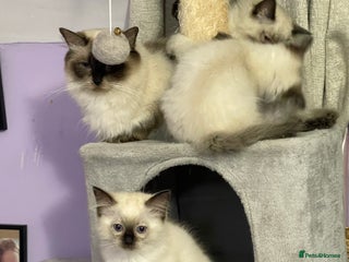 Ragdoll cats - Advert 31
