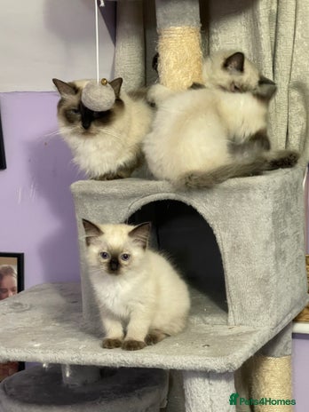 Ragdoll cats - Advert 3