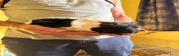Guinea Pig rodents for sale: 2 Gorgeous female Guinea Pigs - Advert 3
