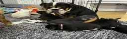French Bulldog dogs for sale: Beautiful tiny wrinkles French Bulldogs for sale - Advert 3