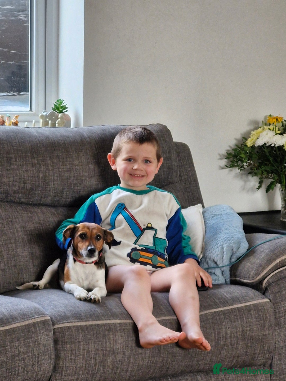 Jack Russell dogs for sale: Pick of the litter. Jack Russell girl - Advert 14