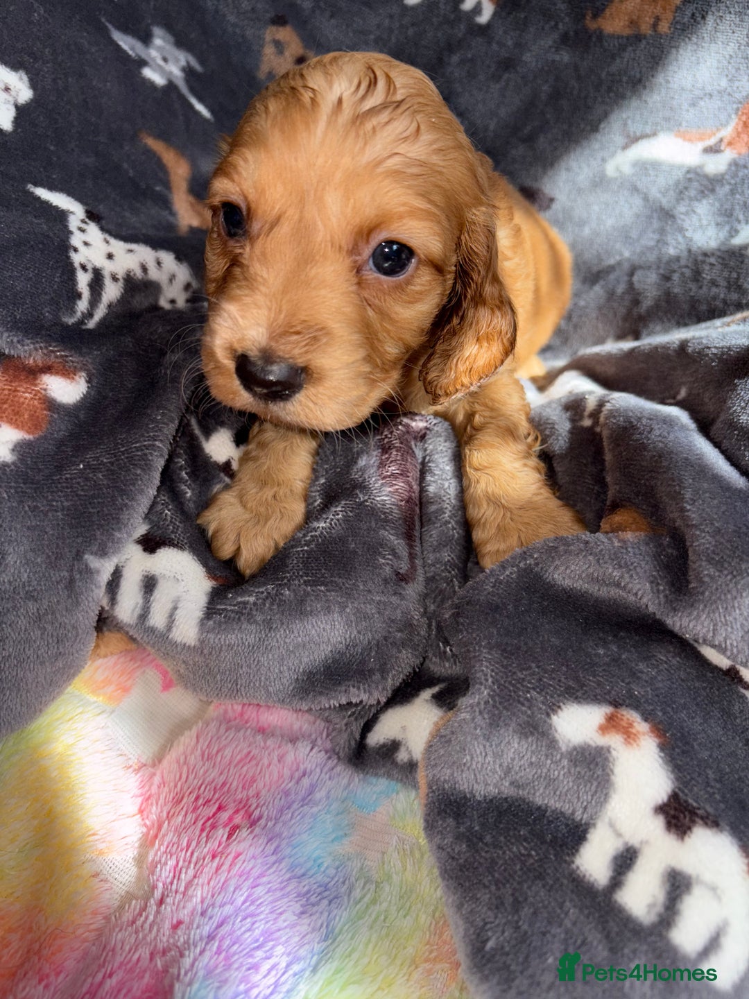 Cockapoo dogs for sale: 8 gorgeous little cockapoo puppies for sale - Image 5