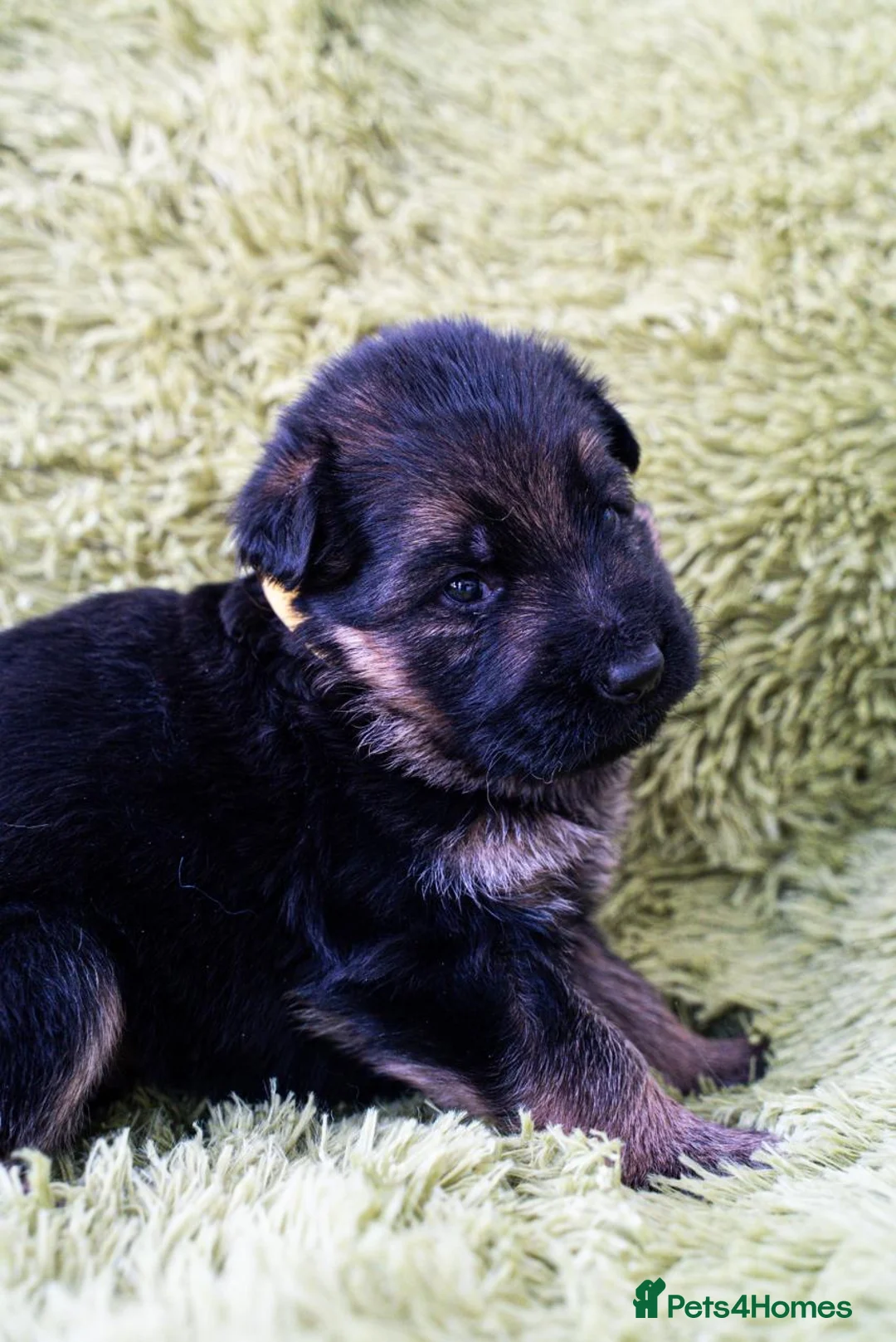 German Shepherd dogs for sale: 8 Gorgeous Pups out  of Xandor di Casa Massarelli - Advert 7