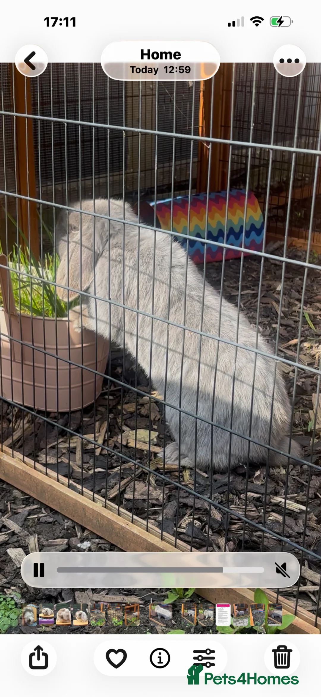 Mini Lop rabbits for sale: Beautiful blue self female  - Advert 2