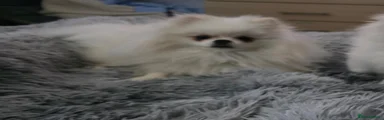 Pomeranian 2