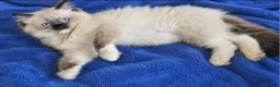 Ragdoll cats for sale: Tica reg seal mitted ragdoll imperial and gc lines in Birkenhead - Advert 5