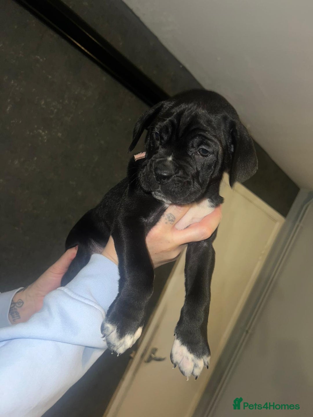 Cane Corso dogs for sale: Cane Corso Pups - Advert 24