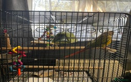 Conures birds for sale: Green cheek male conure  - Image 2