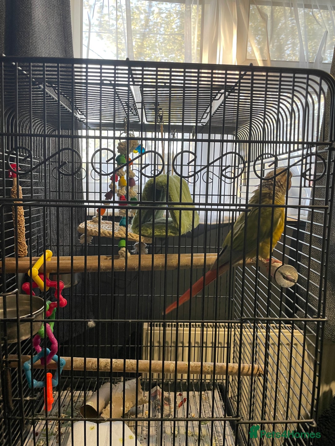 Conures birds for sale: Green cheek male conure  - Image 2