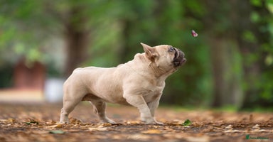 French Bulldog dogs in Burton-on-Trent - Advert 16