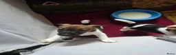 Mixed Breed dogs for sale: Jack Russell Puppies for Sale - Advert 12