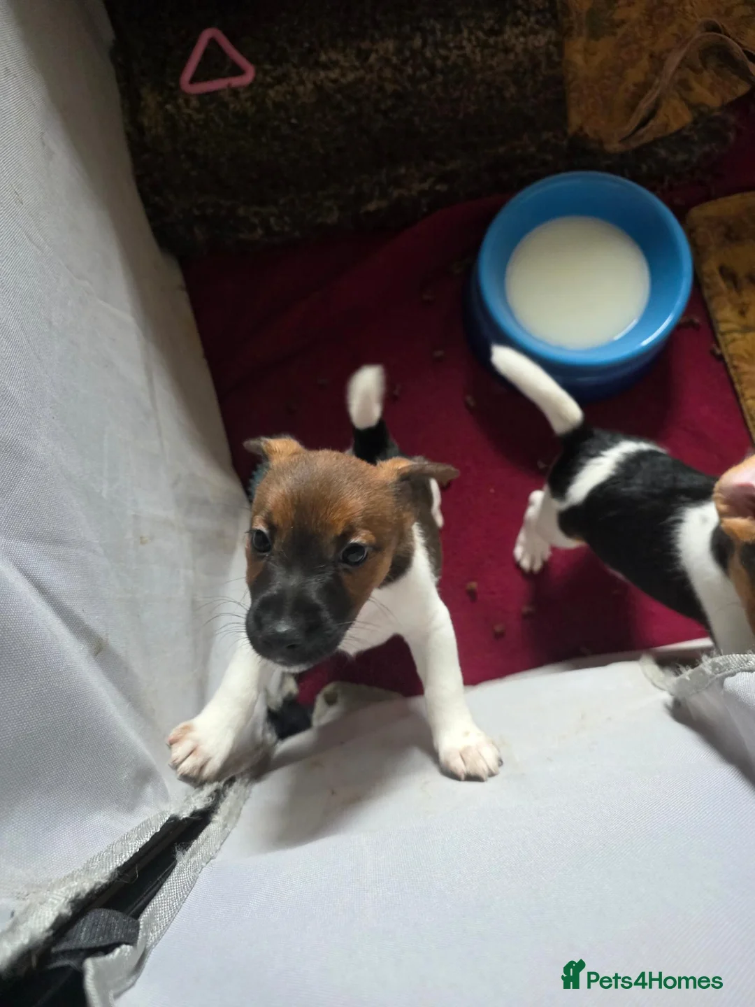 Mixed Breed dogs for sale: Jack Russell Puppies for Sale - Advert 12