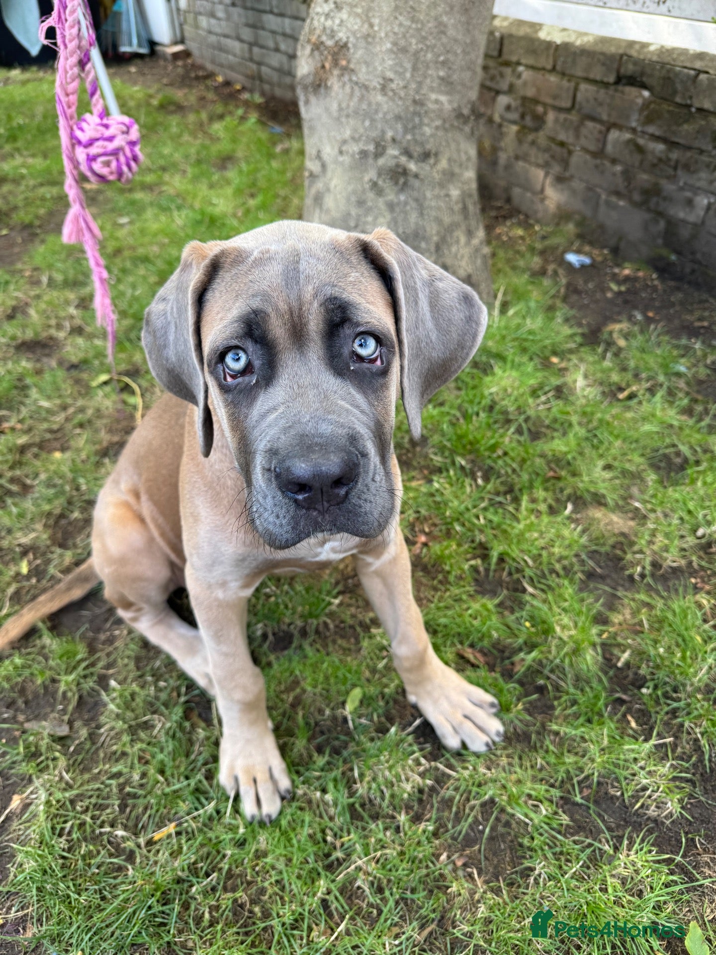 Mixed Breed dogs 🐶 BEAUTIFUL CANE CORSO x BANDOG FEMALE PUPPY 🐶 - Advert 3