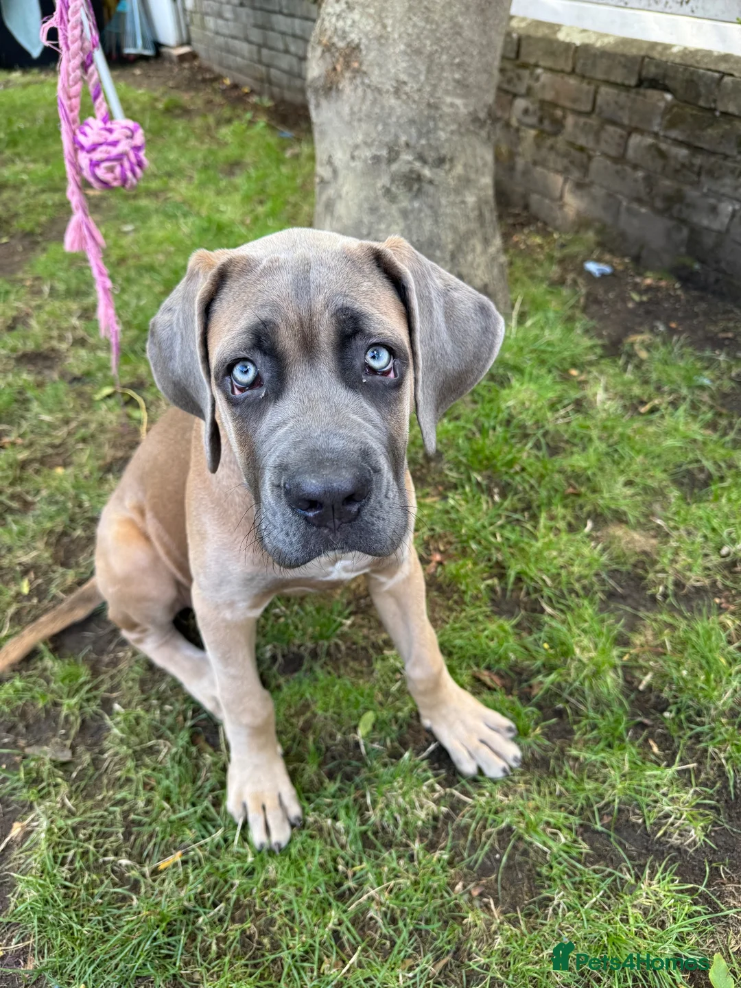 Mixed Breed dogs for sale: 🐶 BEAUTIFUL CANE CORSO x BANDOG FEMALE PUPPY 🐶 - Advert 2