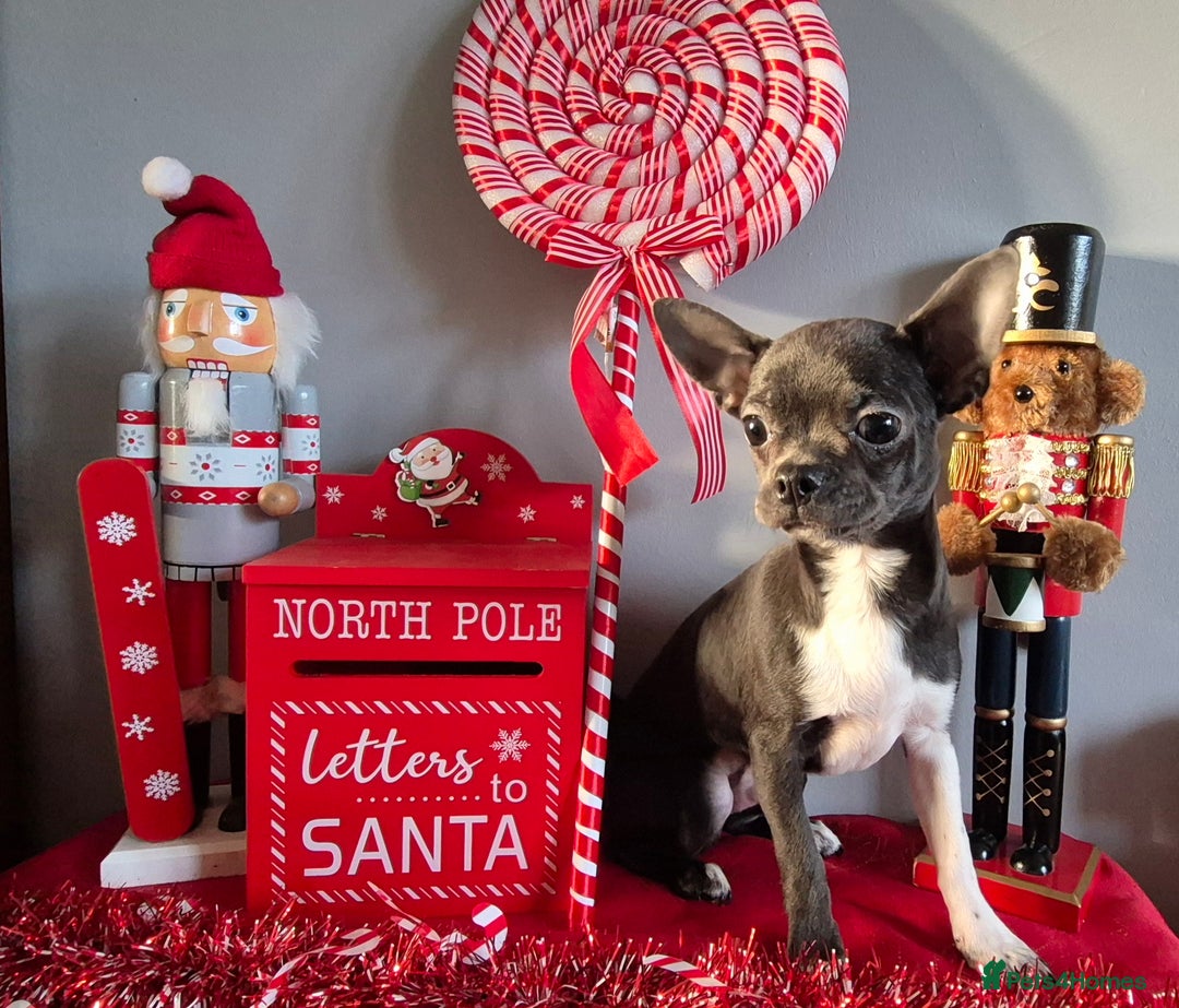 Chihuahua dogs for sale: ❤️KC Blue Chihuahua Puppy Ready Now Vaccinated ❤️ - Advert 1