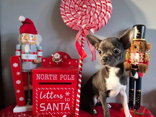 Chihuahua dogs ❤️KC Blue Chihuahua Puppy Ready Now Vaccinated - Advert 9