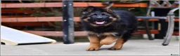 German Shepherd dogs for sale: LONGHAIRED GSD MALE DNA TESTED PARENTS FULLY VACC - Advert 1