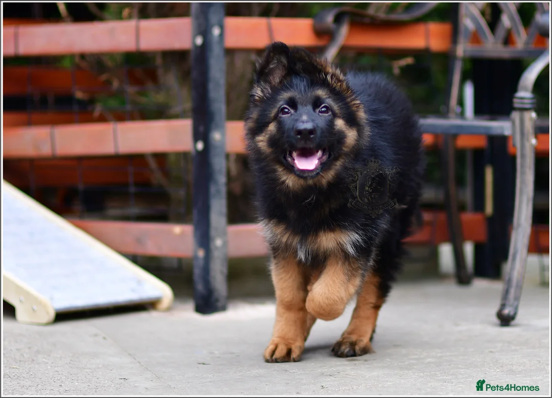 German Shepherd dogs for sale: LONGHAIRED GSD MALE DNA TESTED PARENTS FULLY VACC - Advert 1