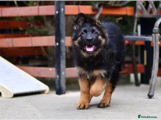 German Shepherd dogs LONGHAIRED GSD MALE DNA TESTED PARENTS FULLY VACC - Advert 1