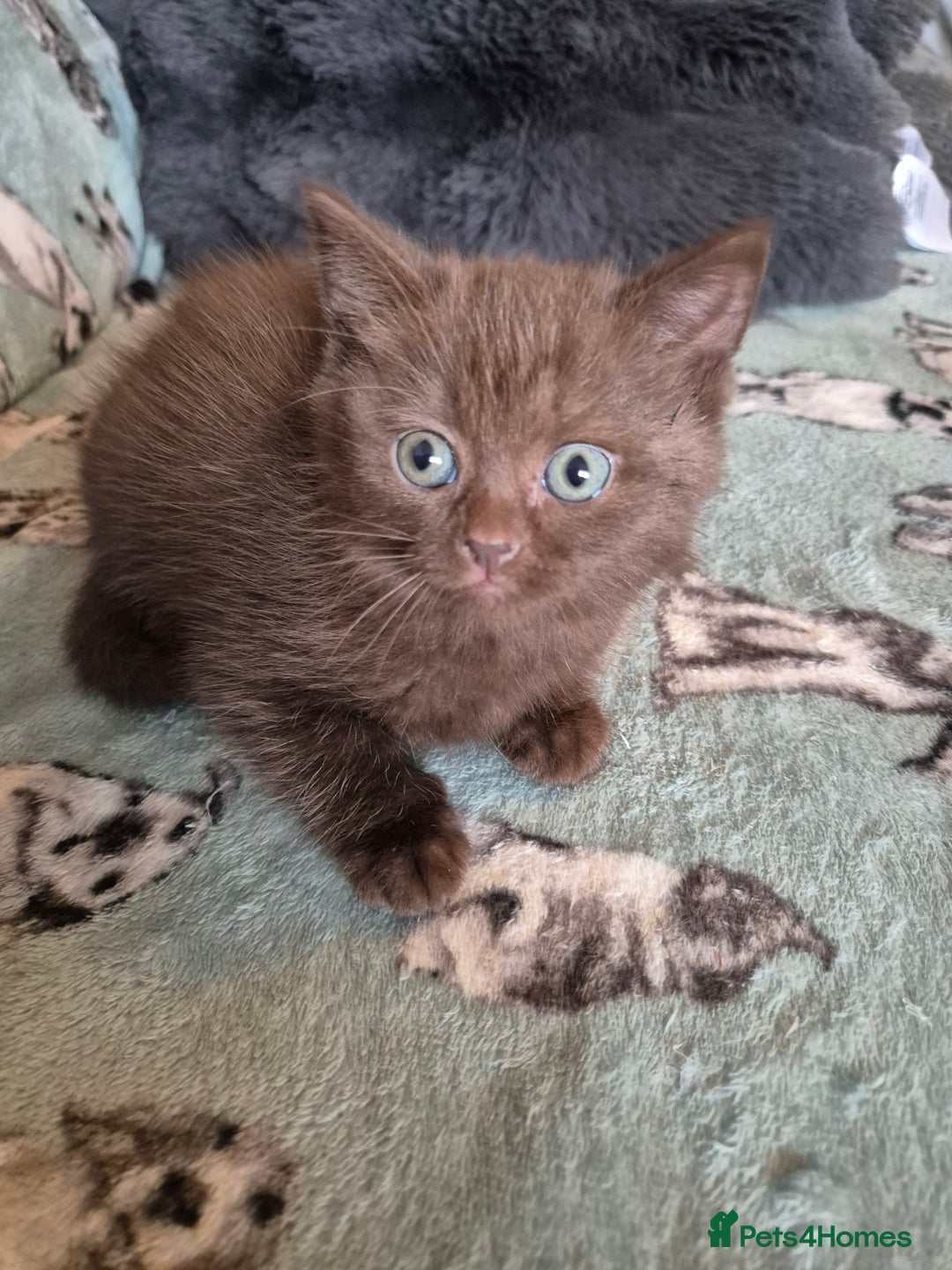 Selkirk Rex cats for sale: Pedigree selkirk rex girls non curly - Advert 1