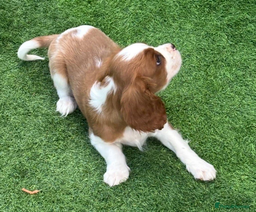 Cavalier King Charles Spaniel dogs for sale: King Charles Cavalier puppes - Advert 4