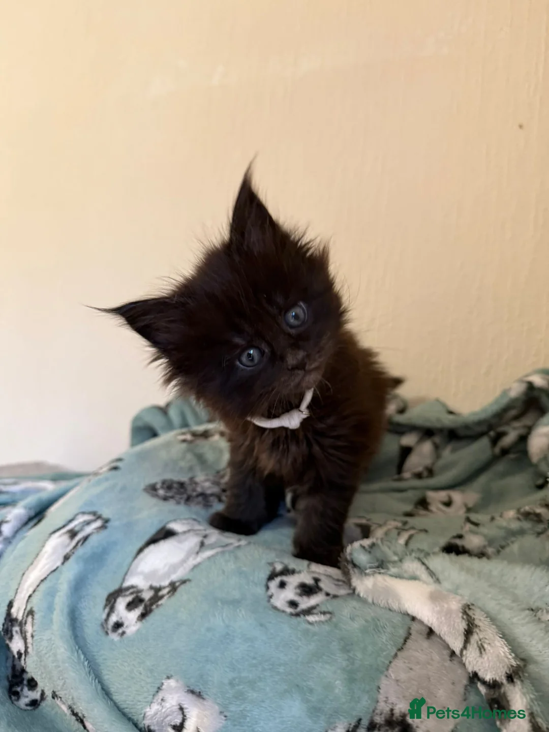 Maine Coon cats for sale: Pedigree Tica Russian Import line Maine Coons - Advert 26