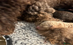 Bernedoodle dogs for sale: Bernedoodle x Labradoodle  - Image 10