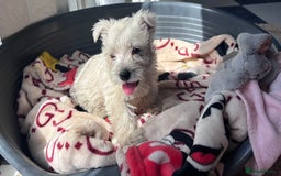 West Highland Terrier dogs for sale: Champion blood lines Westhighland terrier puppies  - Image 5