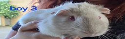 Guinea Pig rodents for sale: Gergouse guinea pigs  - Advert 7