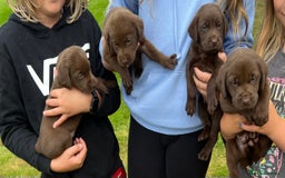 Labrador Retriever dogs for sale: STRONG CHUNKY KC CHOCOLATE PUPS HEALTH TESTED  - Image 1