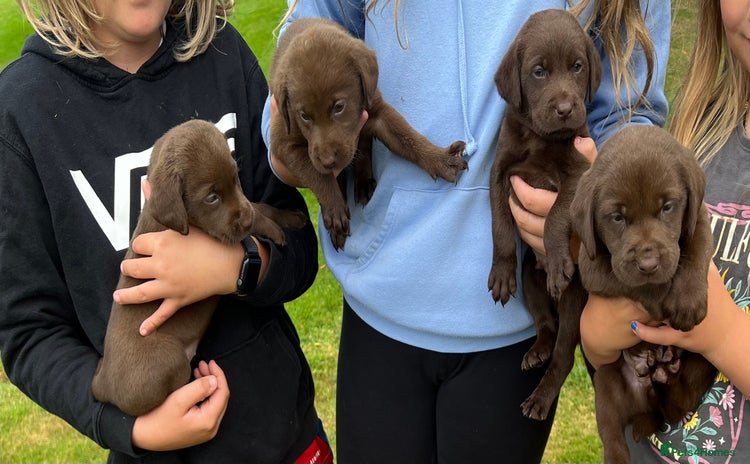 Labrador Retriever dogs - Advert 1