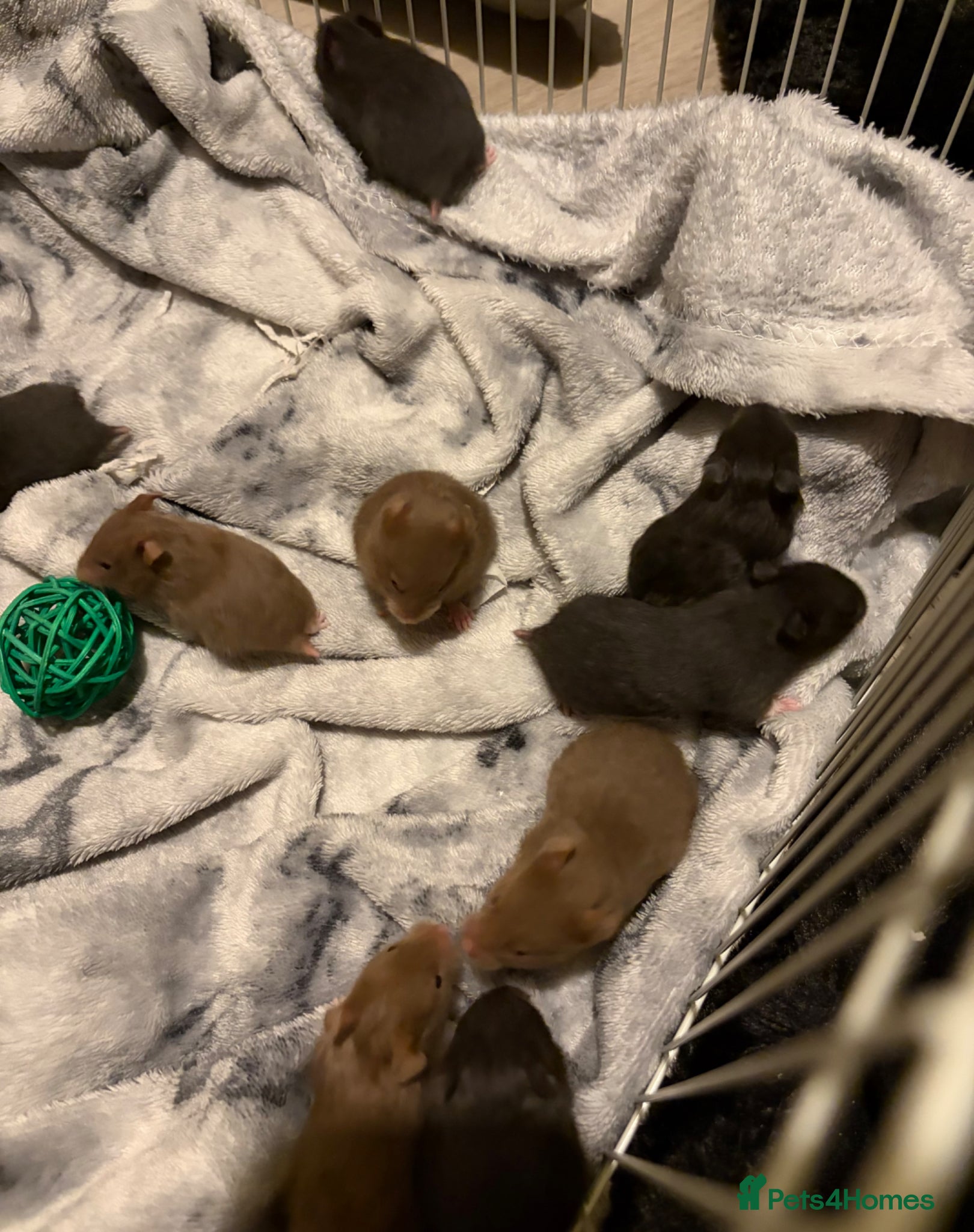 Hamster rodents Syrian Hamster Pups / Babies Black Brown  - Advert 8