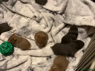 Hamster rodents Syrian Hamster Pups / Babies Black Brown - Advert 8