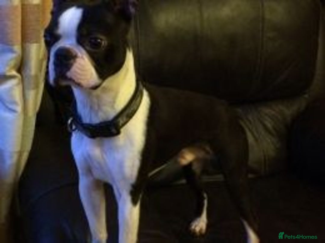 Boston Terrier dogs for stud: Champion Bloodlines KC Boston Terrier Stud Dog in Ebbw Vale - Image 3
