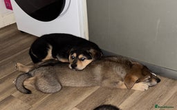 Mixed Breed dogs for sale: German Shepherd x Rottweiler puppies | READY TO GO - Image 6