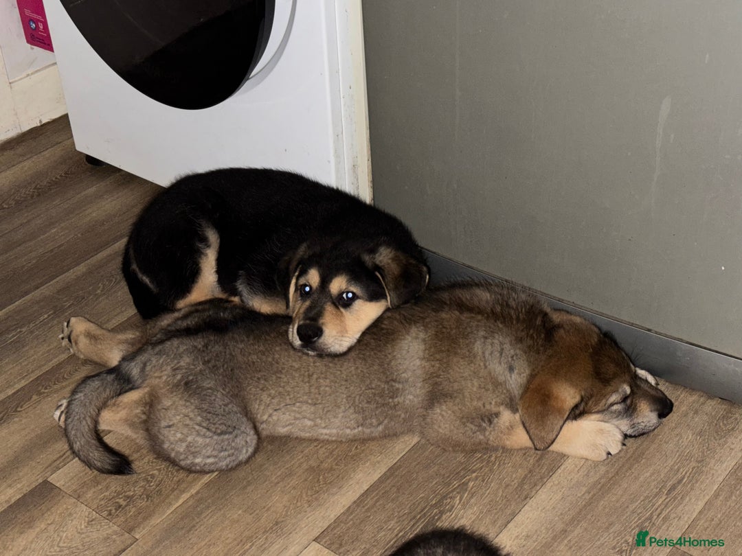 Mixed Breed dogs for sale: German Shepherd x Rottweiler puppies | READY TO GO - Image 6