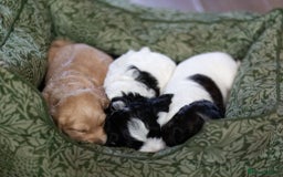 Cockapoo dogs for sale: UNIQUE SABLE BOY READY TO GO ✨ - Image 6