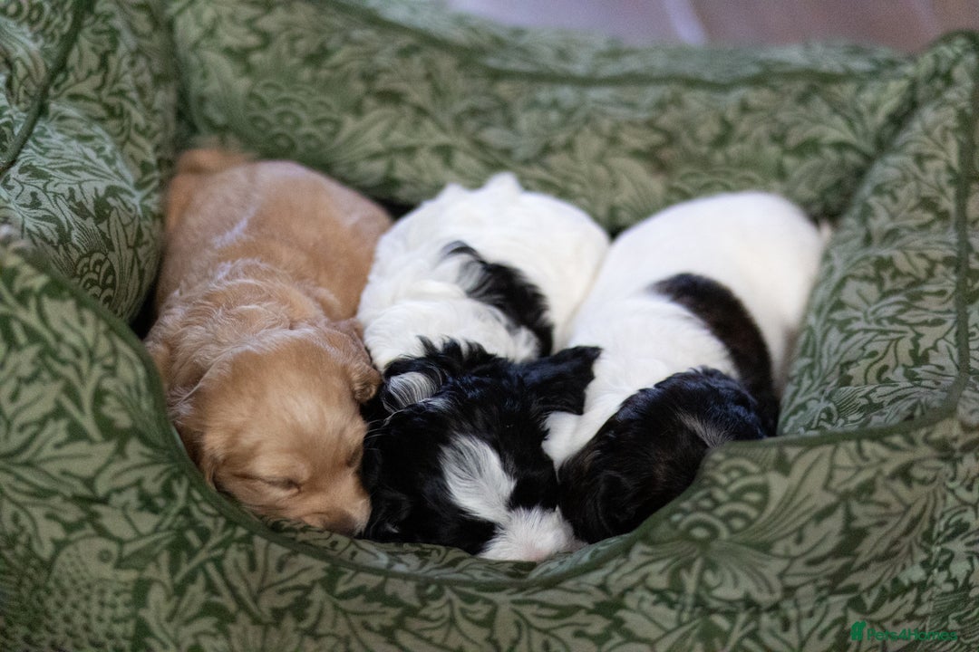 Cockapoo dogs for sale: UNIQUE SABLE BOY READY TO GO ✨ - Image 6