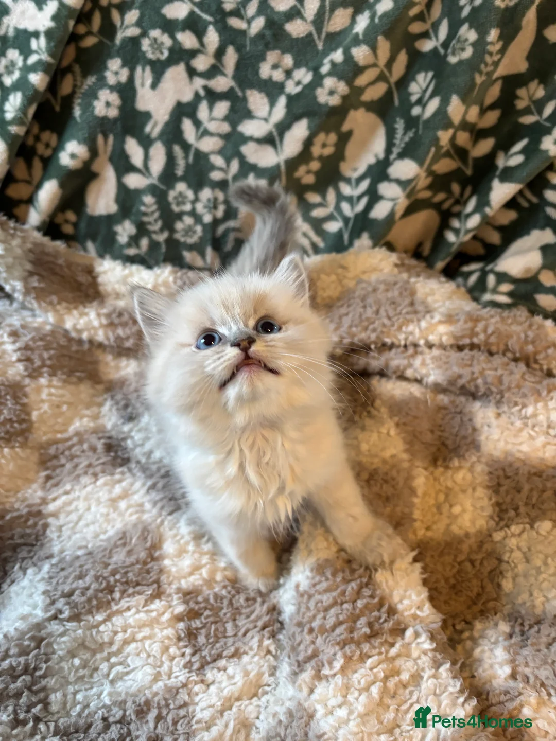 Ragdoll cats for sale: 4 bundles of Ragdoll x joy - Advert 29