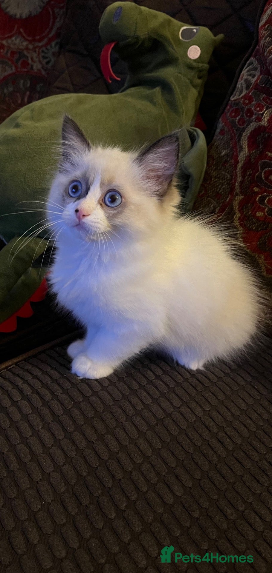 Ragdoll cats Beautiful baby girl ragdoll  - Advert 1