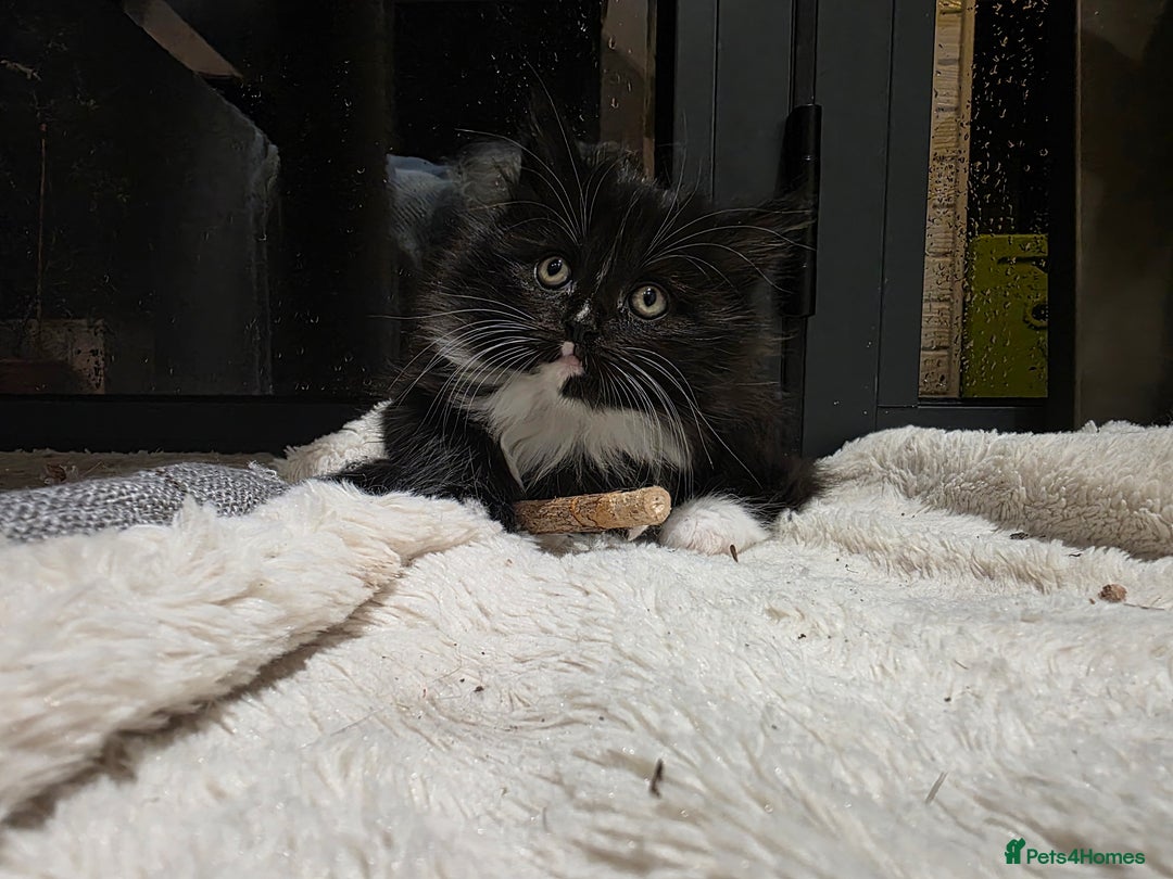 Siberian cats for sale: Siberian kittens for sale  - Advert 3