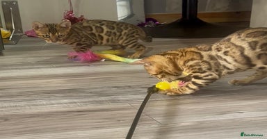 Bengal cats - Advert 14